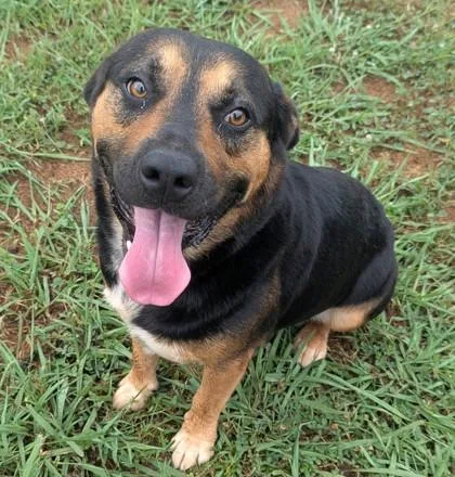 An adult medium-sized male Tricolor (Brown, Black, & White) Shepherd dog named Finn for adoption in Jackson, GA