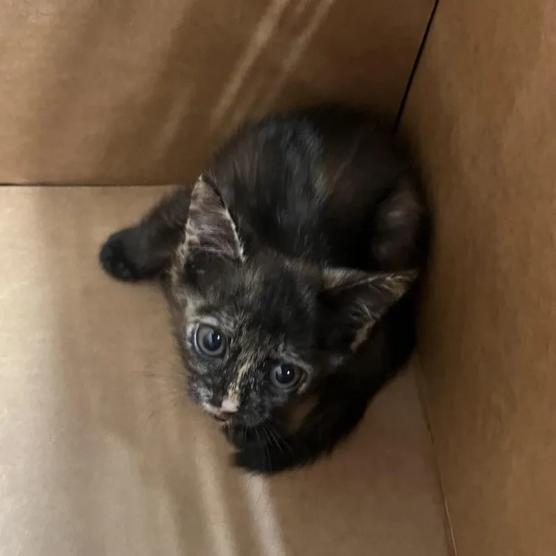 A baby small-sized female Tortoiseshell Domestic Short Hair cat named Maybelline for adoption in Tampa, FL