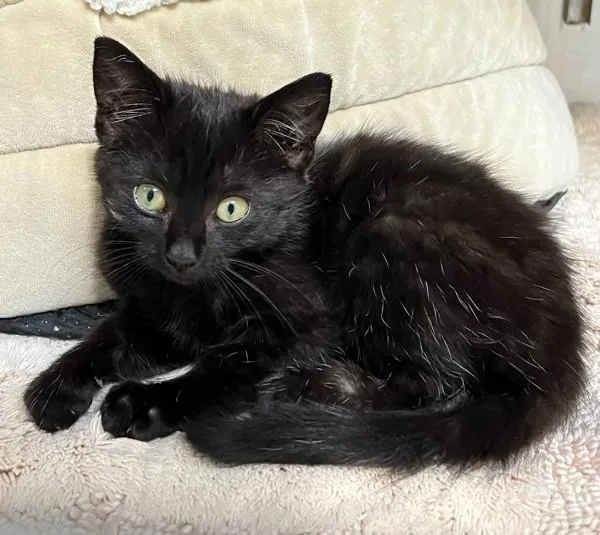 A baby small-sized female Domestic Short Hair cat named Tulie for adoption in Novato, CA