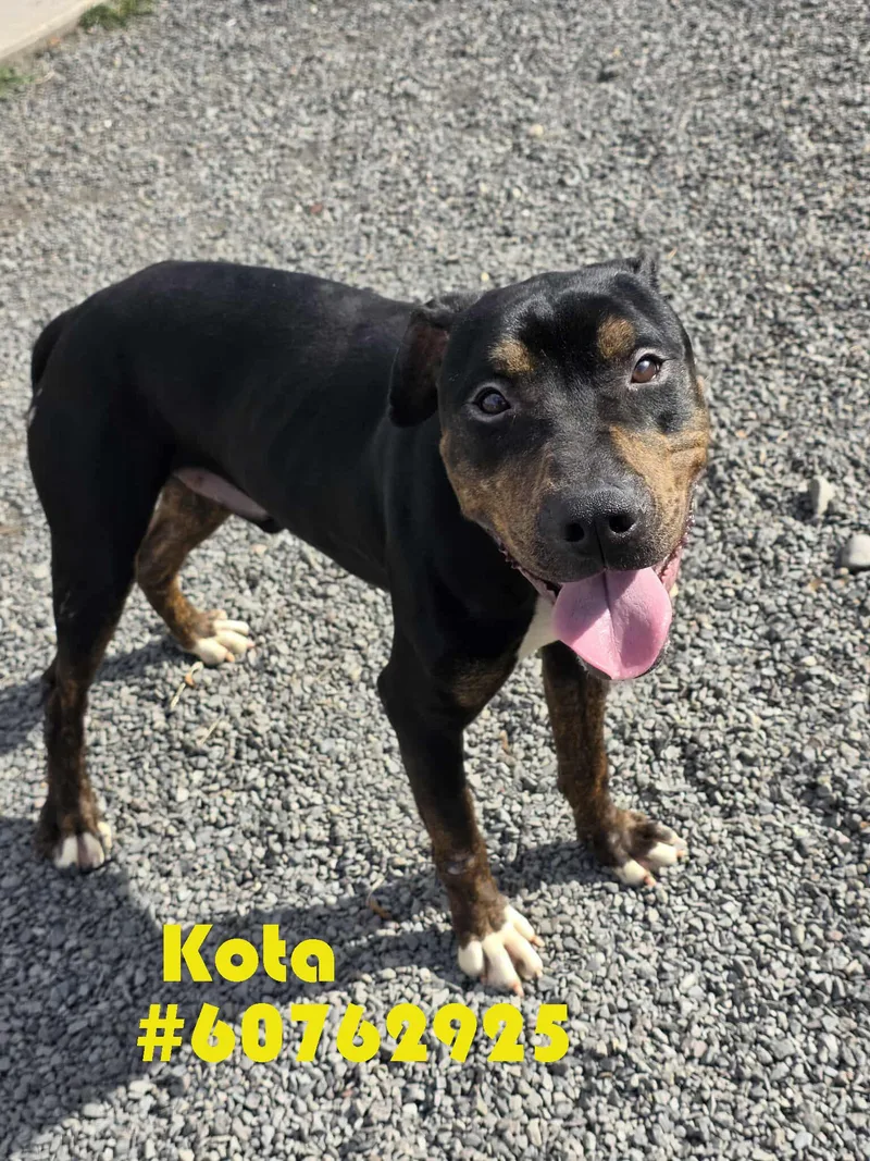 An adult medium-sized male Black Pit Bull Terrier dog named Kota for adoption in Wilkes Barre, PA