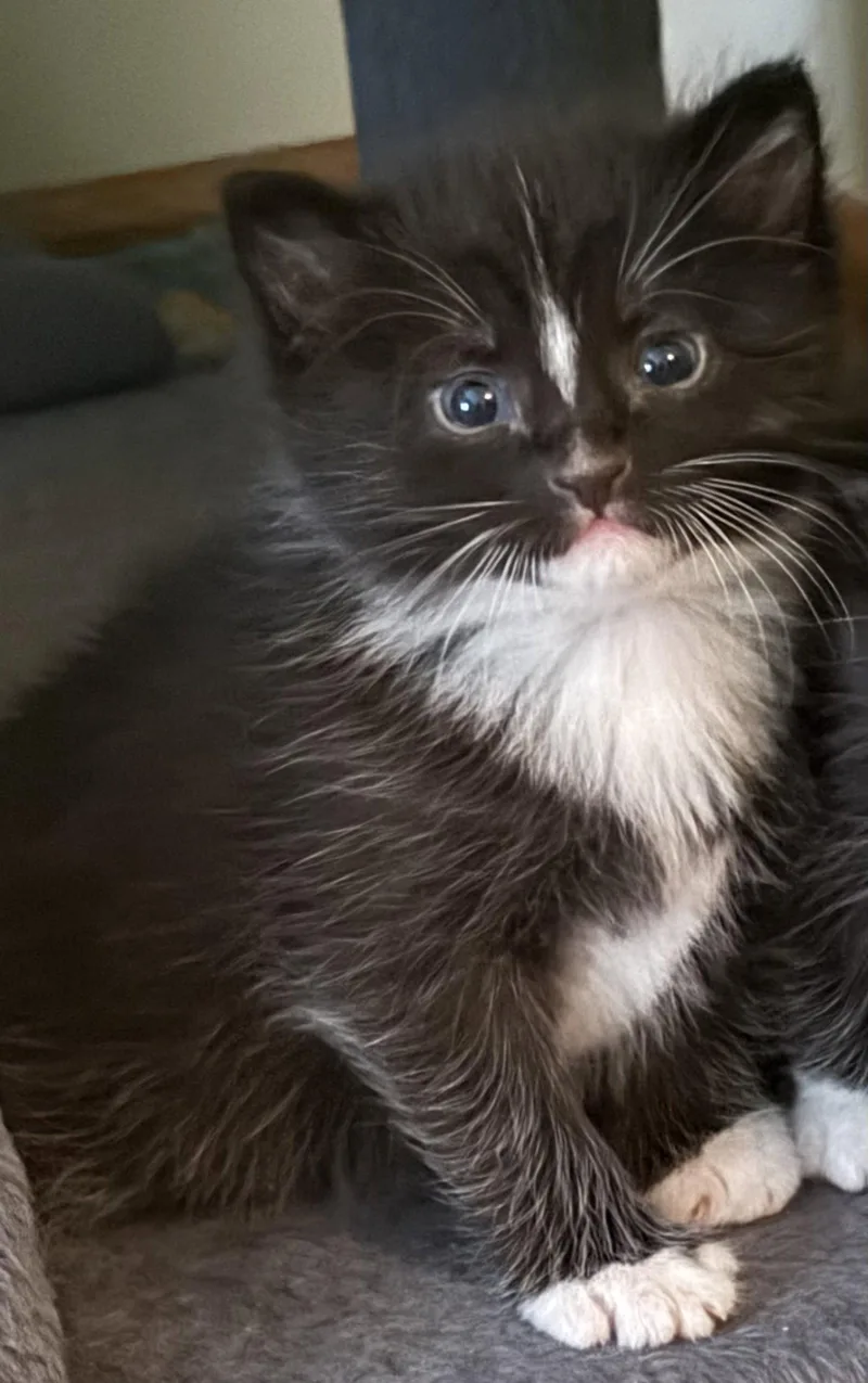 A baby medium-sized male Tuxedo cat named Moby for adoption in Georgetown, KY