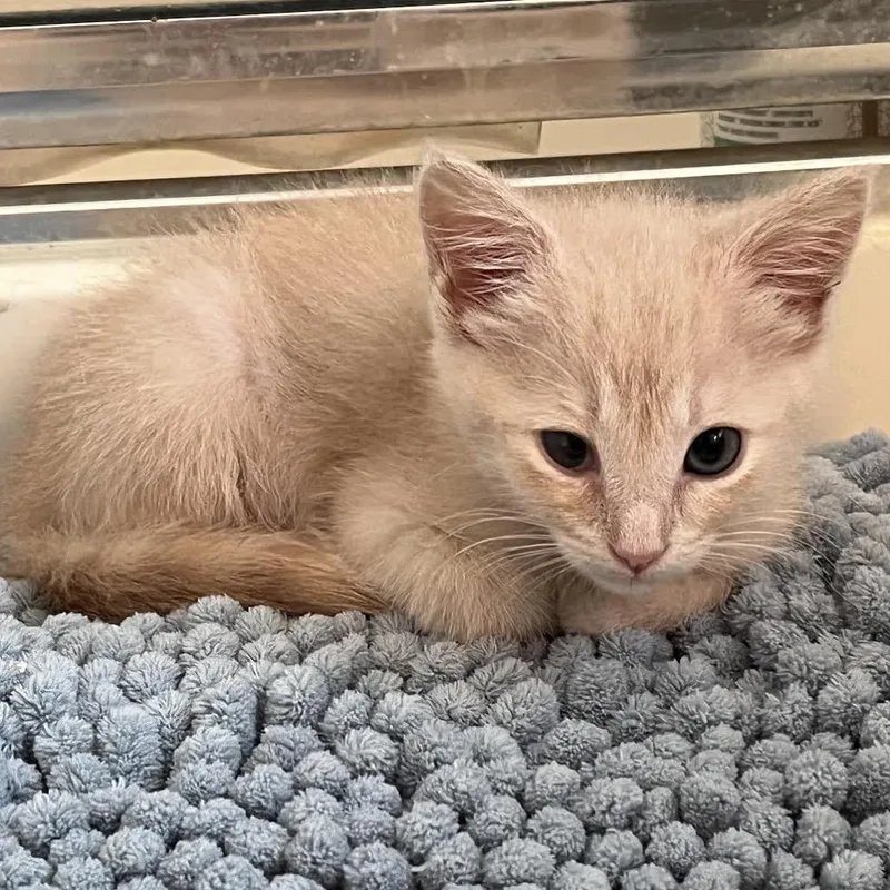 A baby small-sized female Buff / Tan / Fawn Domestic Short Hair cat named Teeny Teacup for adoption in Austin, TX