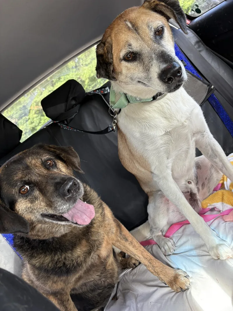 A senior medium-sized male Hound dog named Trey for adoption in Holbrook, NY