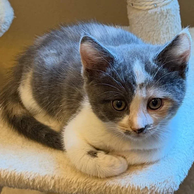 A baby small-sized female Calico Domestic Short Hair cat named Sabrina for adoption in Las Vegas, NV