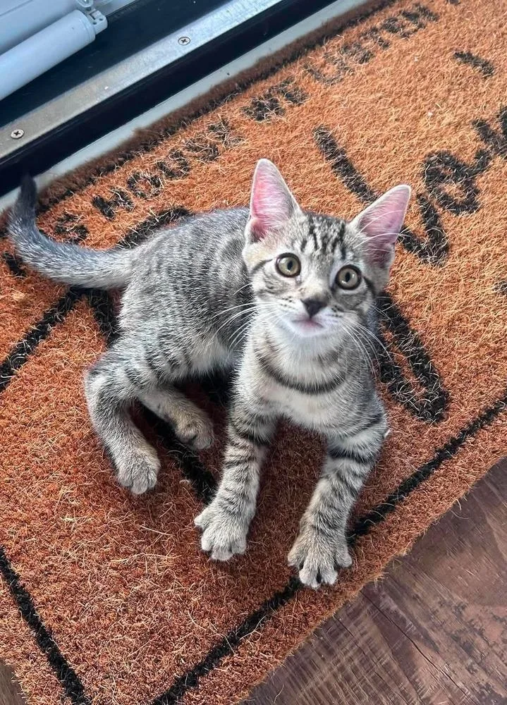 A baby small-sized male Domestic Short Hair cat named Hal for adoption in Milton, DE