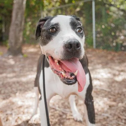 An adult medium-sized female Mixed Breed dog named Sophie for adoption in Largo, FL