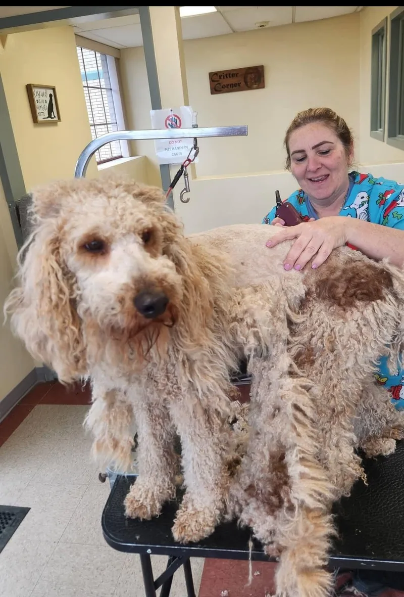 An adult medium-sized male Golden Poodle dog named Noodle for adoption in Sewaren, NJ