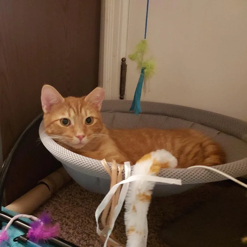 A young medium-sized male Orange / Red Domestic Short Hair cat named Charlie for adoption in Ephrata, PA