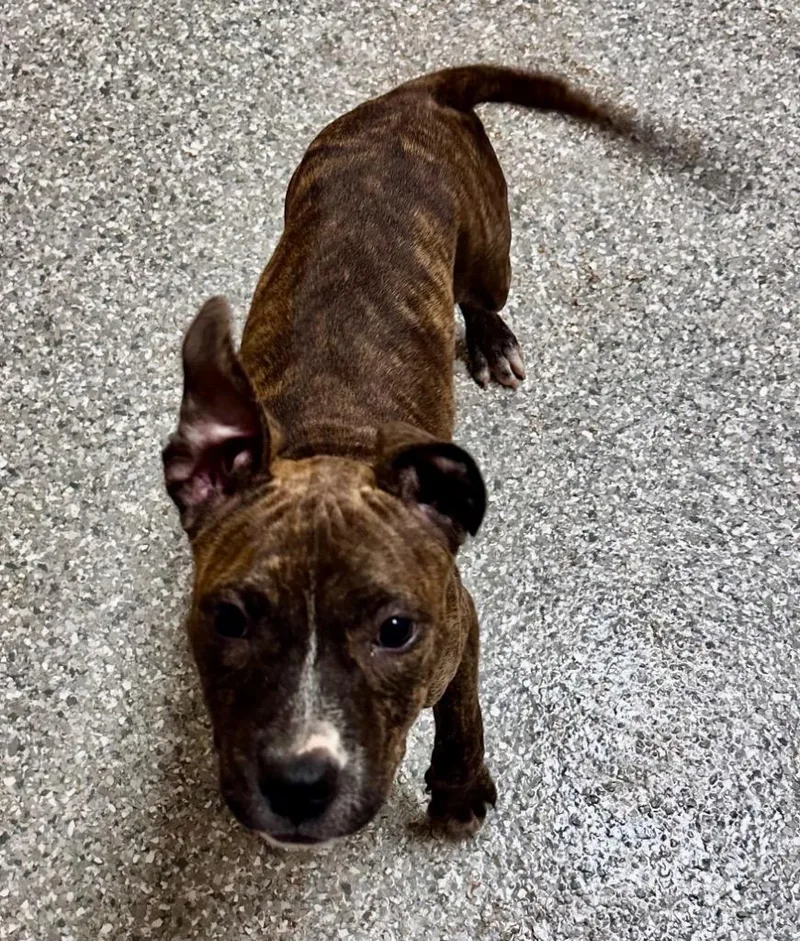 A baby medium-sized female American Staffordshire Terrier dog named Chippy for adoption in Newnan, GA