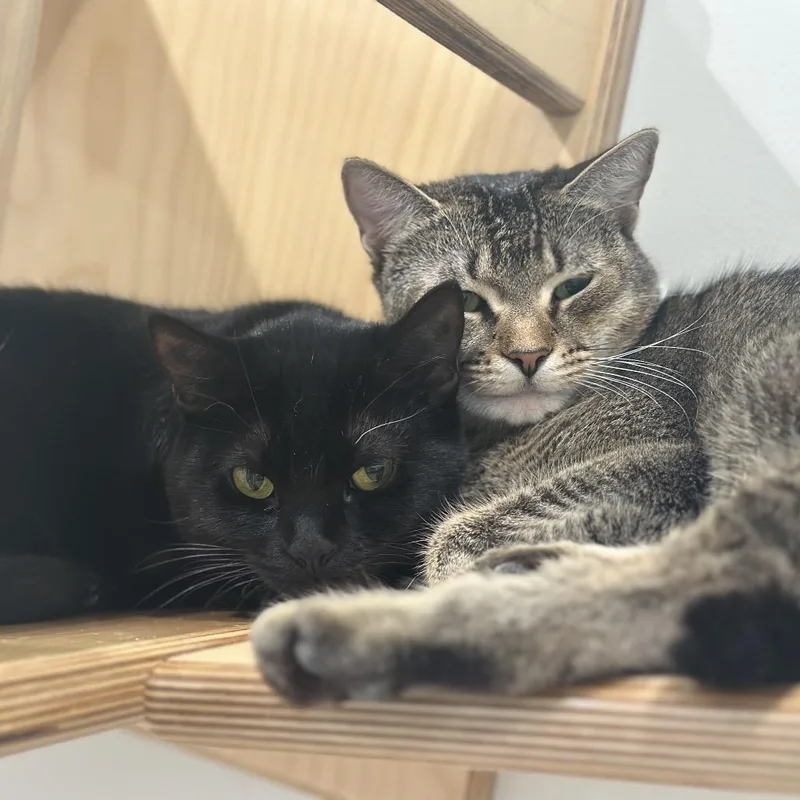 An adult large-sized female Black Domestic Short Hair cat named R Tove for adoption in Port Washington, NY