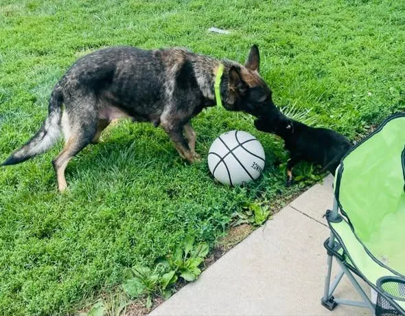An adult large-sized female Tricolor (Brown, Black, & White) Shepherd dog named ButterBean for adoption in Clinton, WI