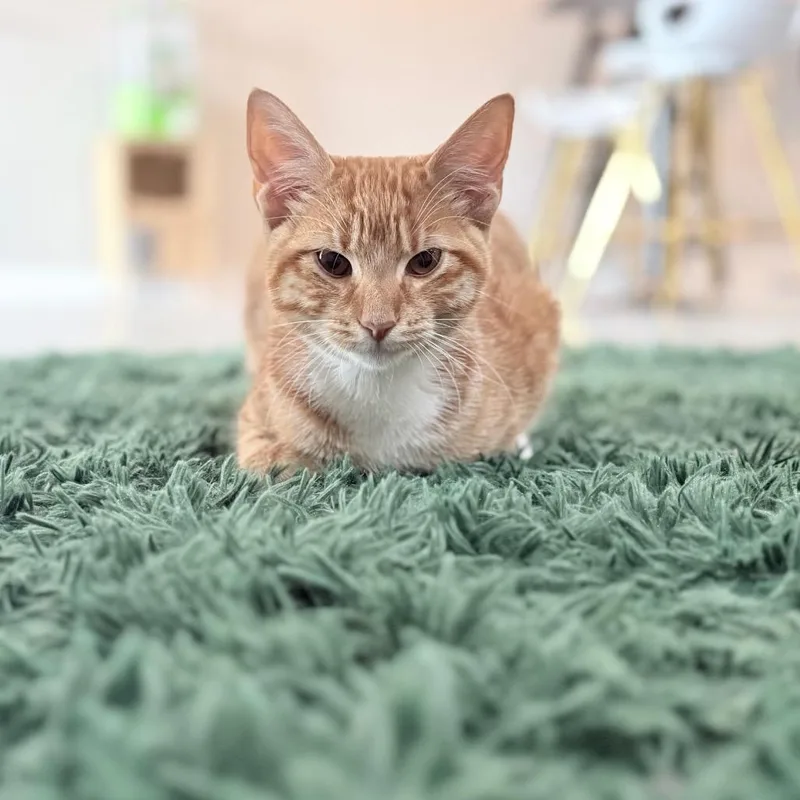 A young medium-sized male Orange / Red Domestic Short Hair cat named George for adoption in Nashville, TN