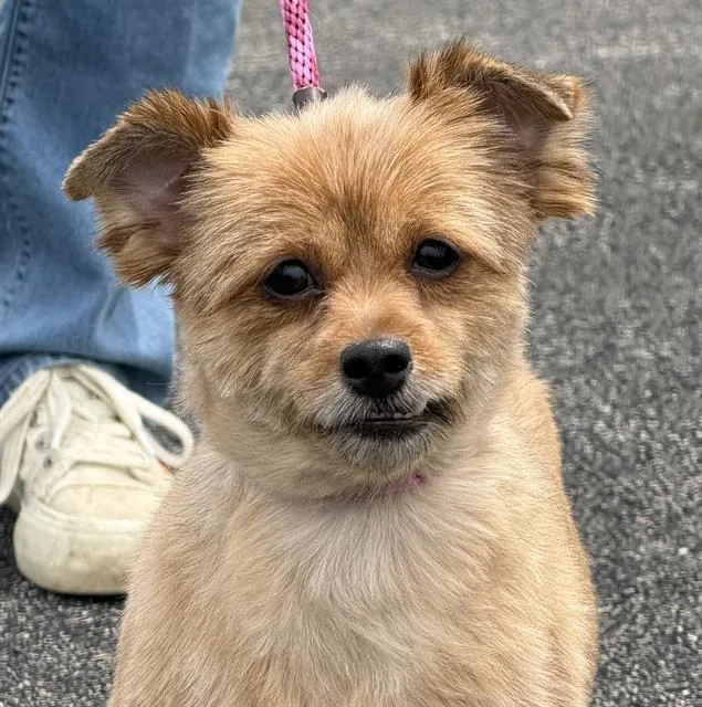 An adult small-sized female Yorkshire Terrier dog named Holly for adoption in Canfield, OH