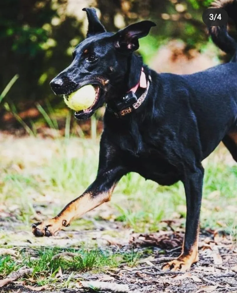 Padme Meg thumbnail 4