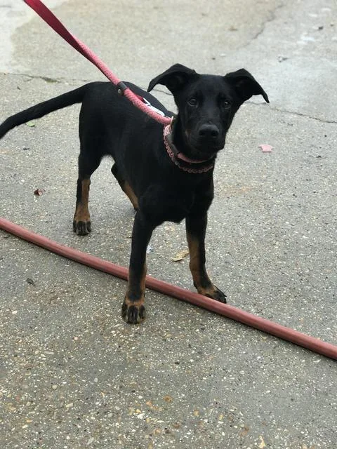 Padme Meg thumbnail 5