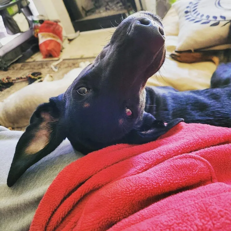 Padme Meg thumbnail 6