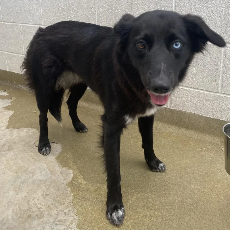 An adult medium-sized female Black Mixed Breed dog named 71752 for adoption in Harrisonburg, VA