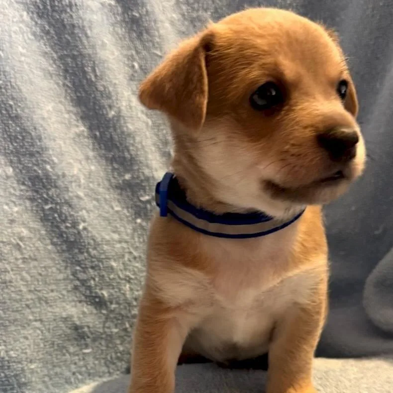 A baby small-sized male White / Cream Yorkshire Terrier dog named Nougat for adoption in Coachella, CA