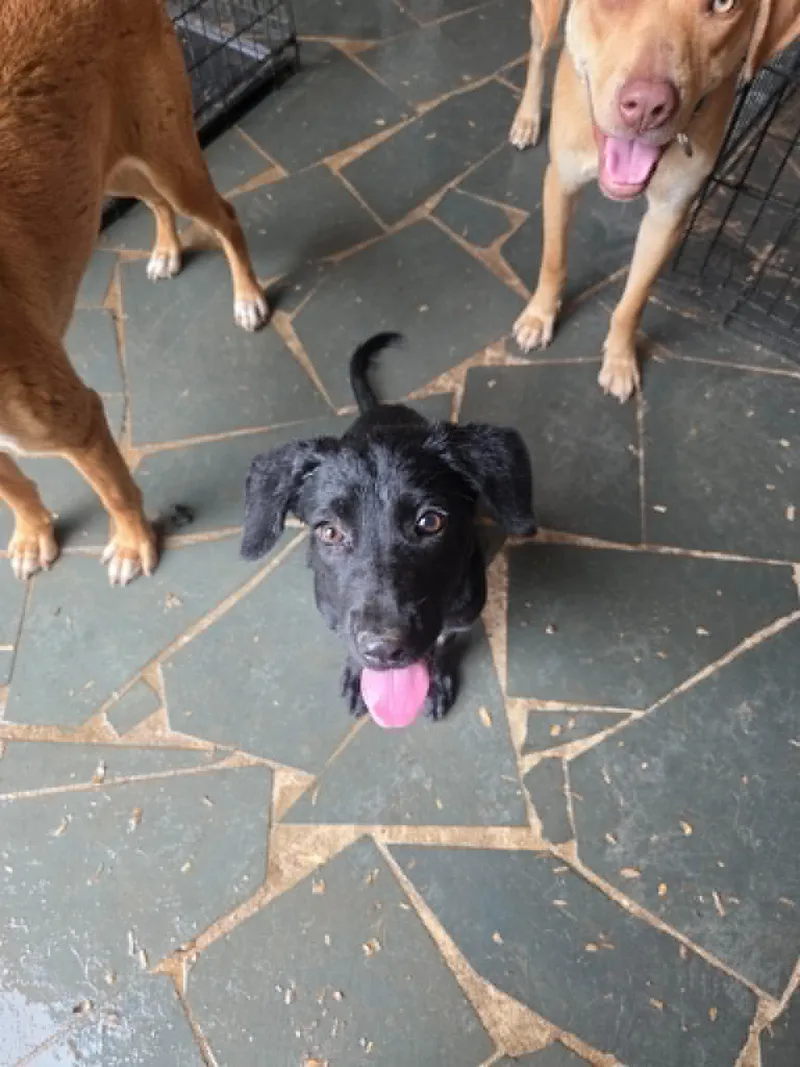 A baby large-sized female Shepherd dog named Daisy Rae " for adoption in Holly Springs, NC