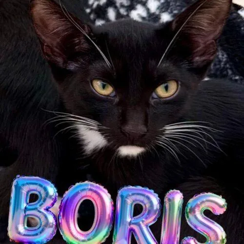 Boris thumbnail 2