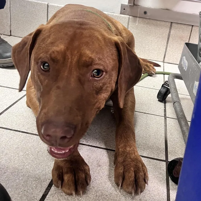 An adult large-sized male Red / Chestnut / Orange Mixed Breed dog named Contestant : Red for adoption in Charleston, WV