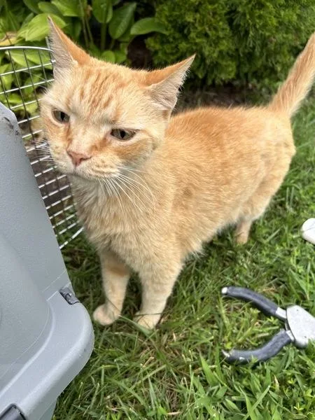 An adult large-sized male Domestic Short Hair cat named Meowrio for adoption in Virginia Beach, VA