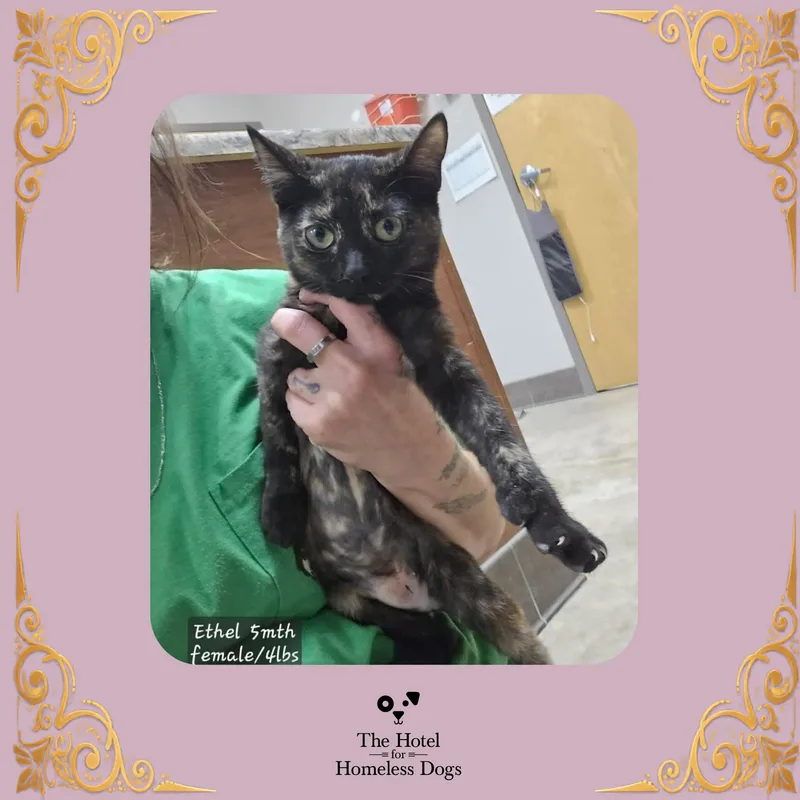 A baby small-sized female Domestic Short Hair cat named Ethel for adoption in Cumberland, RI