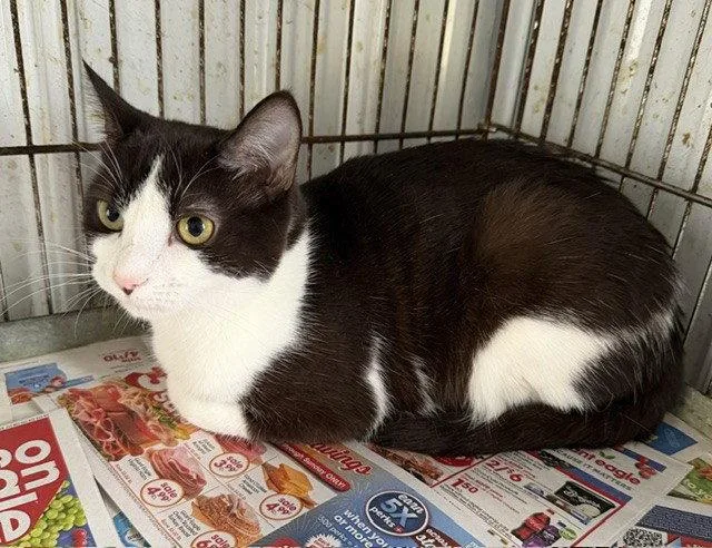 A young medium-sized female Black & White / Tuxedo Domestic Short Hair cat named Pearl for adoption in Apollo, PA