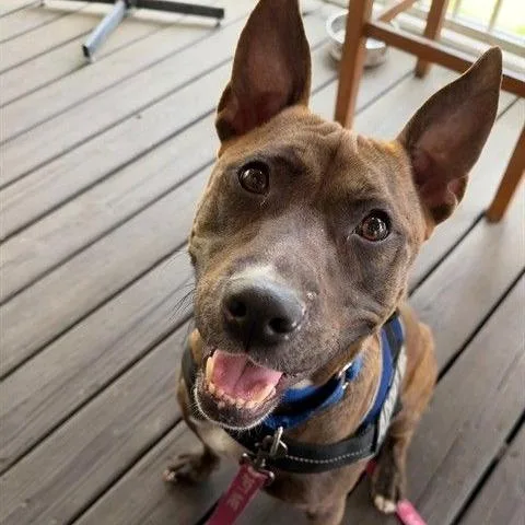 Corn Cob thumbnail 2