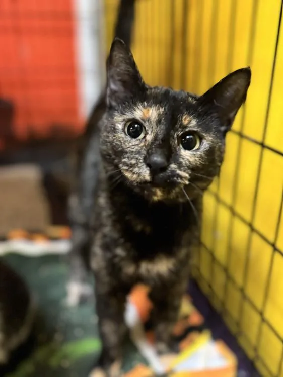 A young medium-sized female Tortoiseshell Domestic Short Hair cat named Ashley for adoption in Chicago, IL