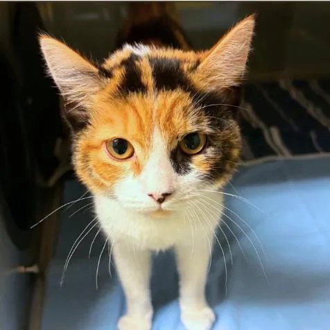 A baby small-sized female Calico Domestic Short Hair cat named Lemonade for adoption in Concord, NC