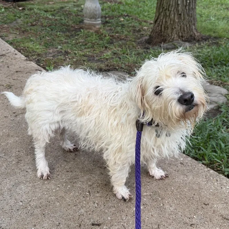An adult small-sized female White / Cream West Highland White Terrier / Westie dog named Angel for adoption in Spring, TX
