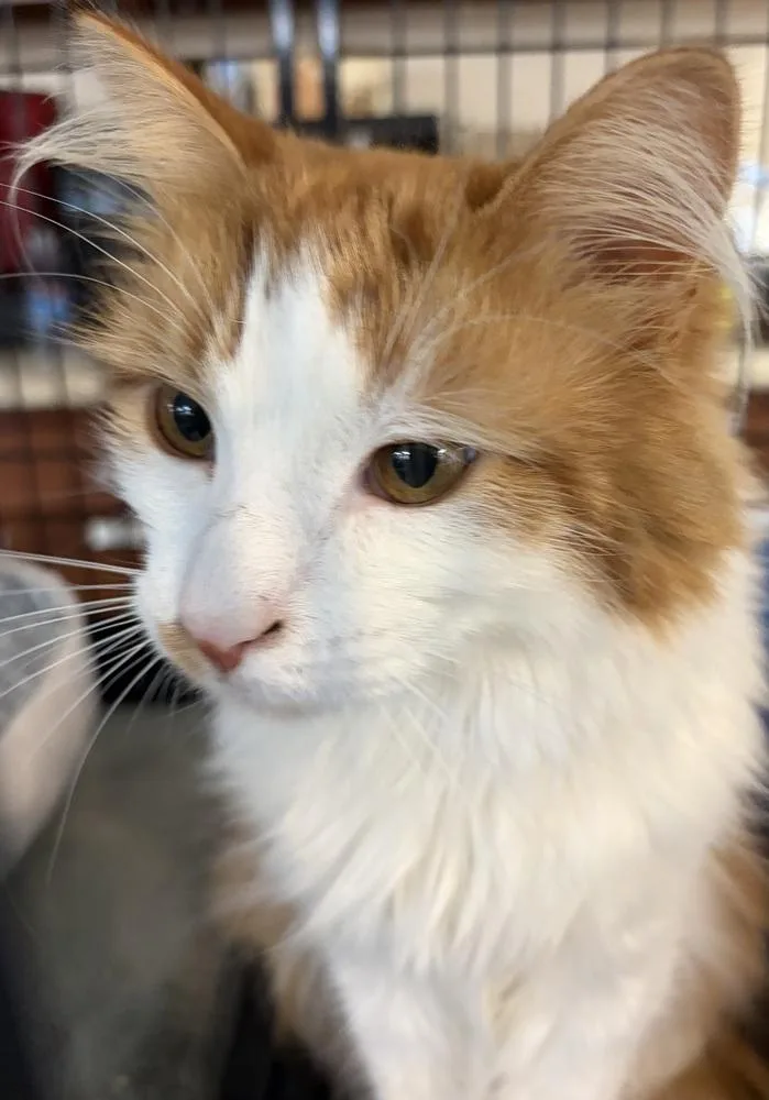 An adult medium-sized male Orange & White Domestic Medium Hair cat named Biscuit Boy for adoption in Southbury, CT