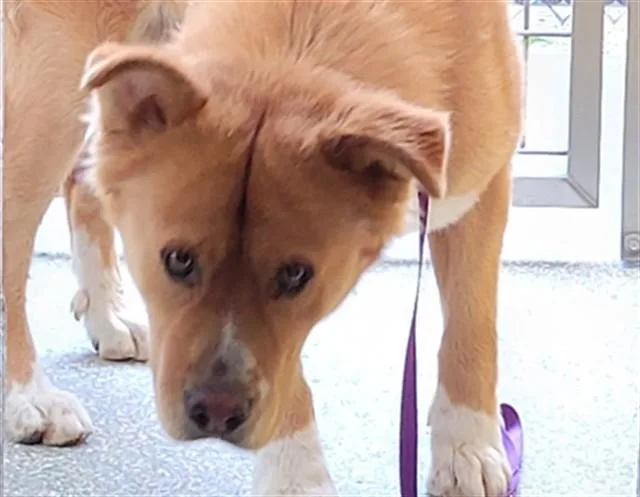A young large-sized male Chow Chow dog named Dale for adoption in Tucson, AZ