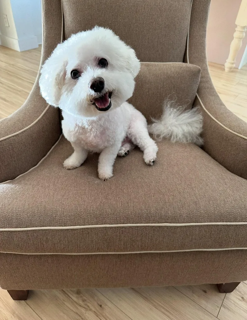 A senior small-sized male Bichon Frise dog named Dude Bonded With Little for adoption in Sanford, FL