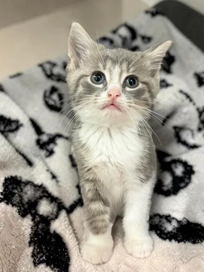 A baby medium-sized male Domestic Short Hair cat named Benny for adoption in Cumberland, MD