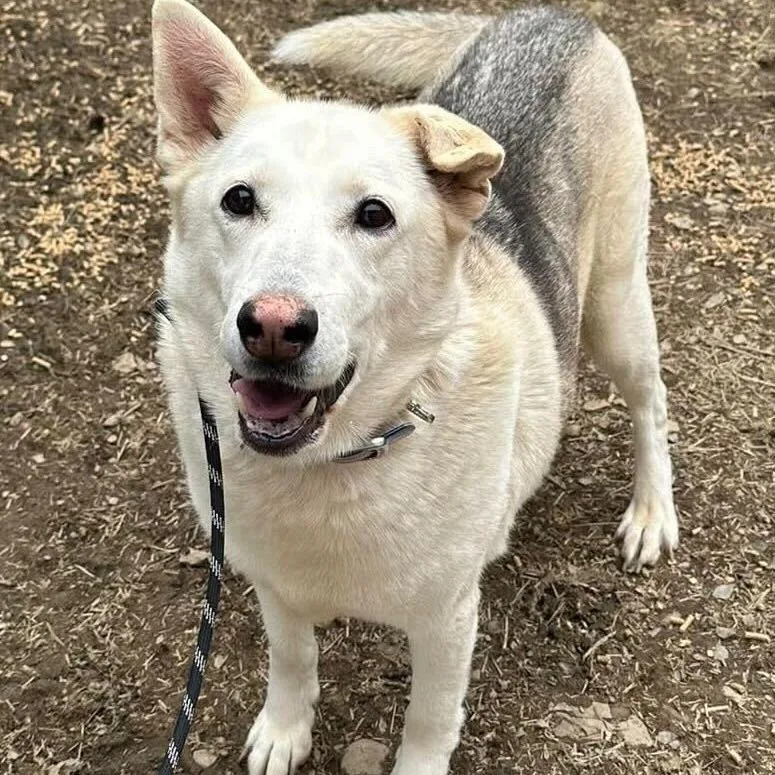 A senior large-sized female White / Cream Shepherd dog named Akira for adoption in Madisonville, TN