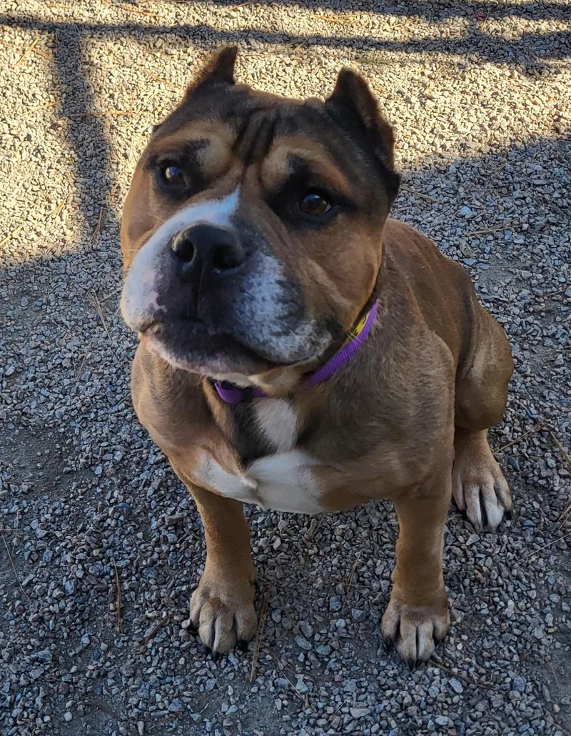 A senior medium-sized male Apricot / Beige American Bully dog named Nugget for adoption in Dartmouth, MA