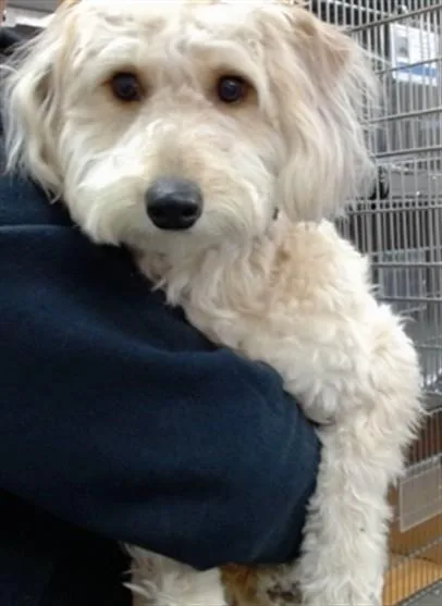 A young medium-sized female Terrier dog named Goldie for adoption in Salinas, CA