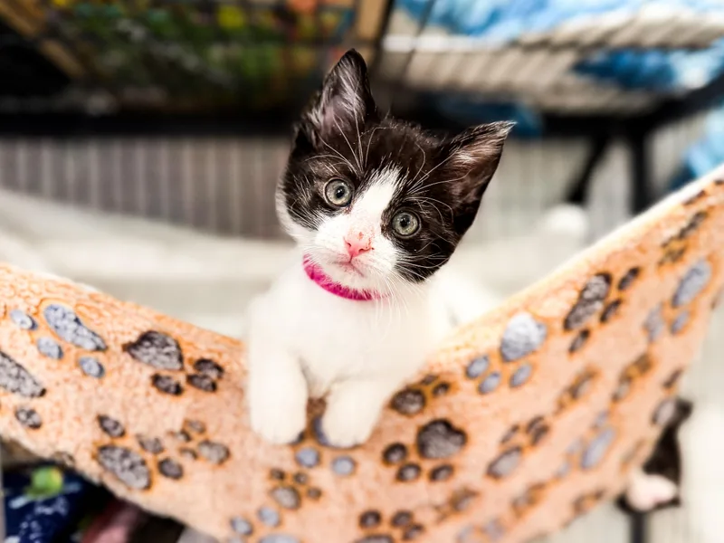 A baby medium-sized female Black & White / Tuxedo Domestic Short Hair cat named Dee for adoption in Sartell, MN