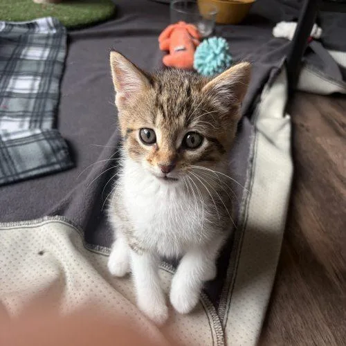 A baby small-sized male Tabby (Buff / Tan / Fawn) Domestic Short Hair cat named Poseidon for adoption in Fishers, IN