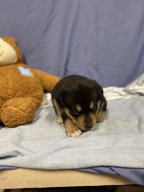 A baby small-sized male Australian Cattle Dog / Blue Heeler dog named Poppy for adoption in Modesto, CA