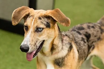 An adult medium-sized male Mixed Breed dog named Raos for adoption in West Chester, PA