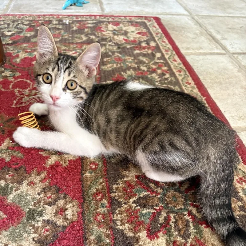 A baby small-sized female Brown / Chocolate Domestic Short Hair cat named Cissy for adoption in League City, TX