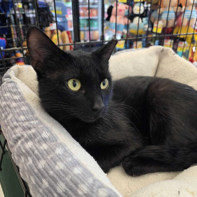 A young medium-sized male Black Domestic Short Hair cat named Winston for adoption in East Amherst, NY