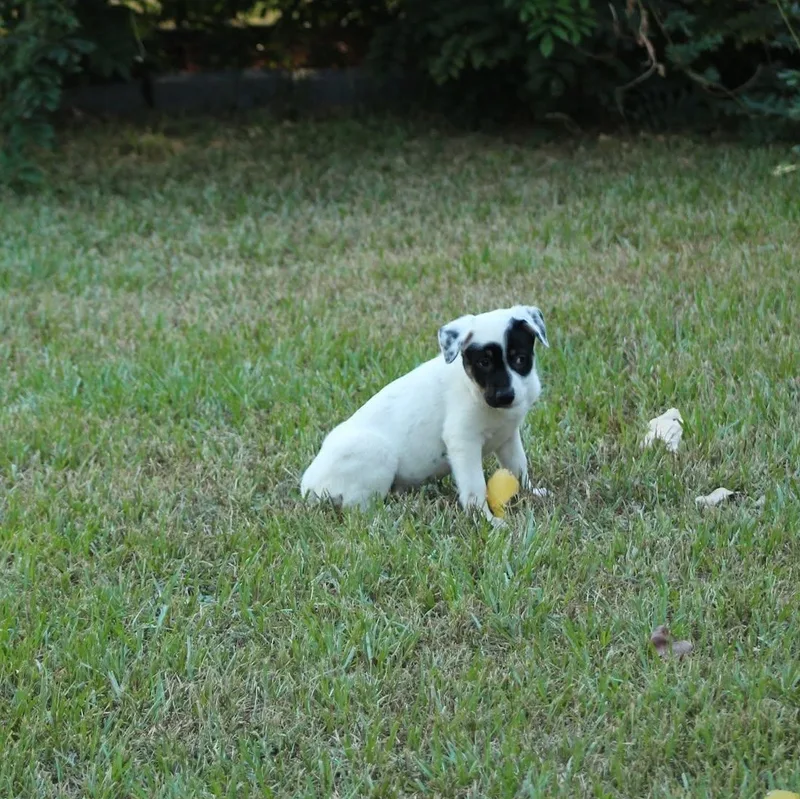 A baby medium-sized male Mixed Breed dog named Bullseye for adoption in Joshua, TX
