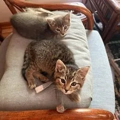 A baby medium-sized female Tabby (Gray / Blue / Silver) Domestic Short Hair cat named Jessa for adoption in Minneapolis, MN