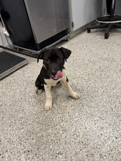 A baby small-sized male Terrier dog named Puppy for adoption in Gastonia, NC