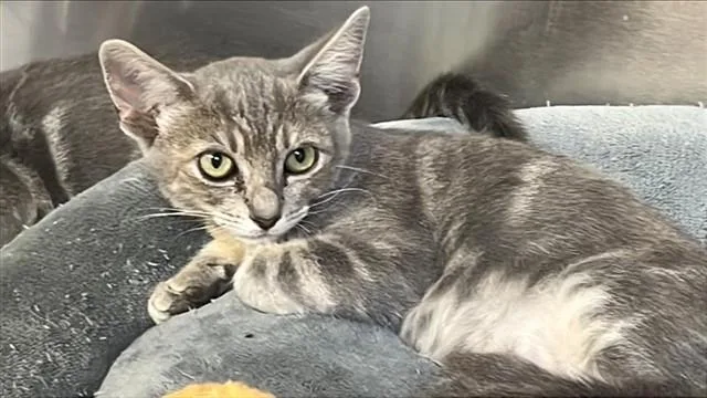 A baby small-sized female Domestic Short Hair cat named Jesse for adoption in Corpus Christi, TX