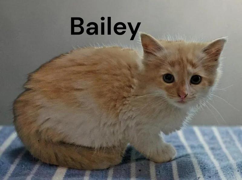 A baby medium-sized female Orange & White Domestic Medium Hair cat named Bailey for adoption in Weems, VA